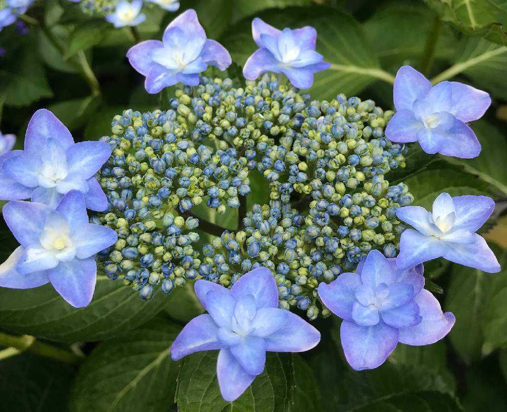 紫陽花　やり取り専用