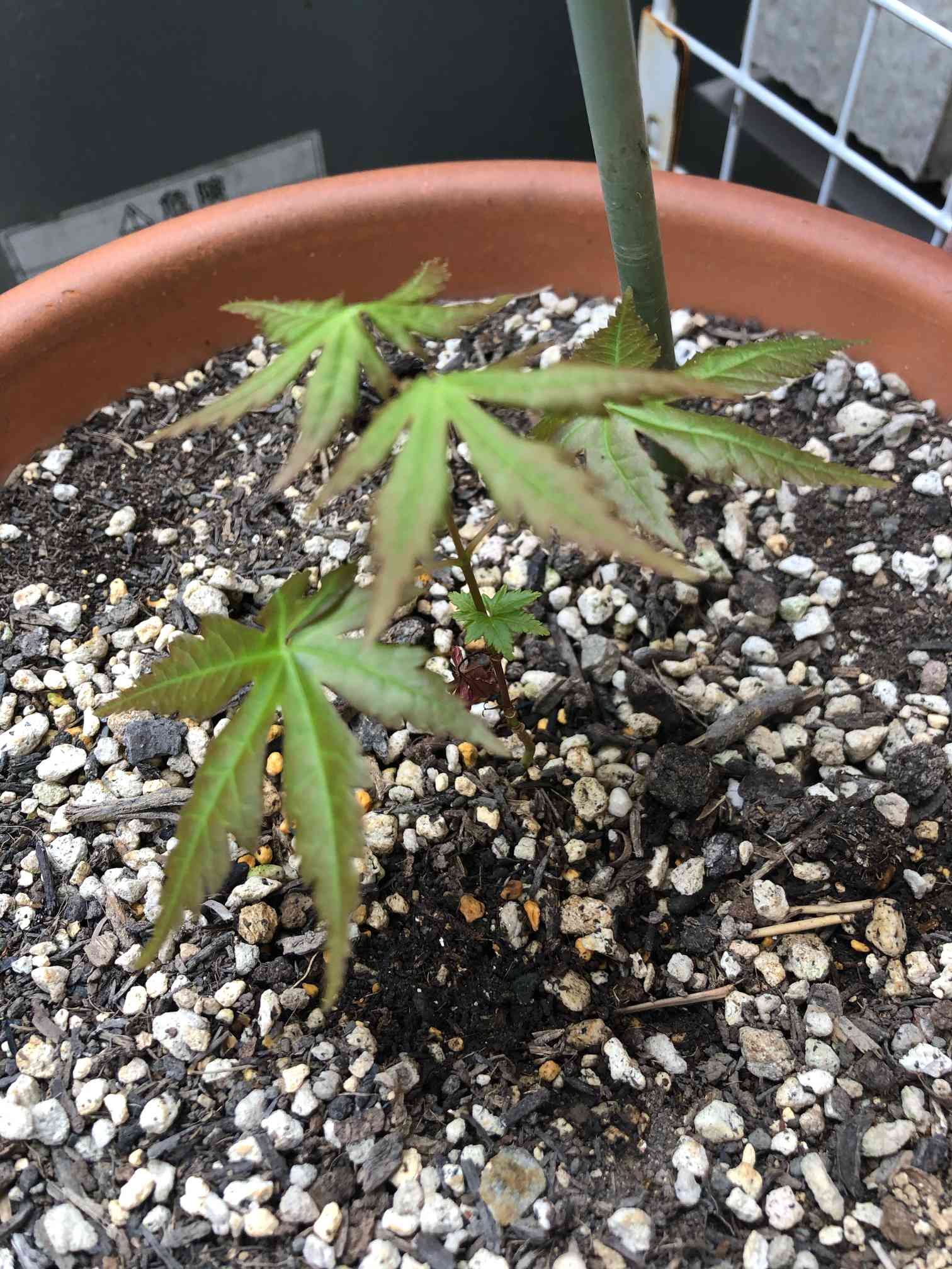 モミジ🍁の成長記録｜🍀GreenSnap（グリーンスナップ）
