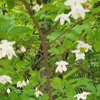 春に花咲く木の投稿画像一覧 Greensnap グリーンスナップ