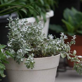 ヘリクリサム シルバーキャンドルの投稿画像一覧 Greensnap グリーンスナップ