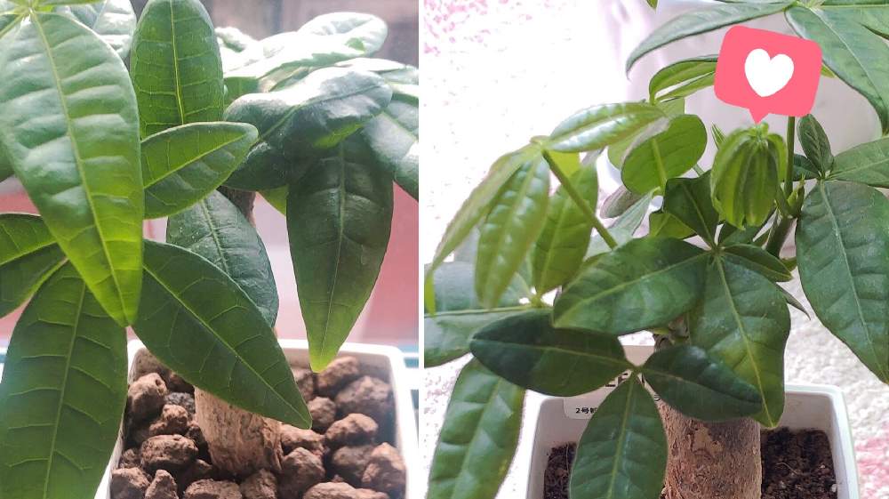 初心者がパキラを育てて１ヶ月経ちました Greensnap グリーンスナップ