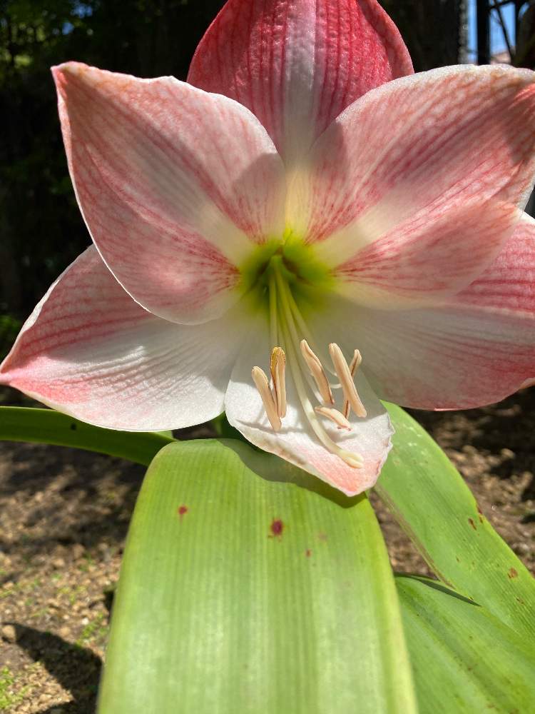 アマリリスの投稿画像 By すすすさん 小さな庭とピンクの花と元気いっぱいと重そうとおうち園芸とピンクの花と元気いっぱいと重そうとおうち園芸 21月5月26日 Greensnap グリーンスナップ Greensnap グリーンスナップ