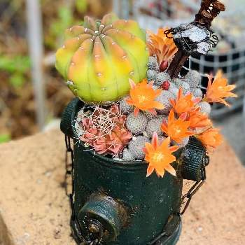 レブチアの画像 by Jocelynさん | 小さな庭とレブチアとサボテンの花とHTCとみーちゃんの消火栓リメ缶とジョセの消火栓サボ寄せ