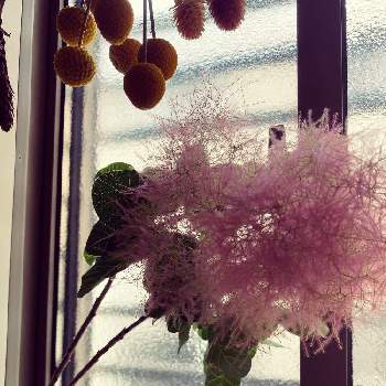 お花摘みの画像 by メリアンサスさん | 階段/廊下とスモーク・ツリーと渋オシャレとドライフラワーとピンクの花と可愛い花とお花摘みとスモーク ツリー