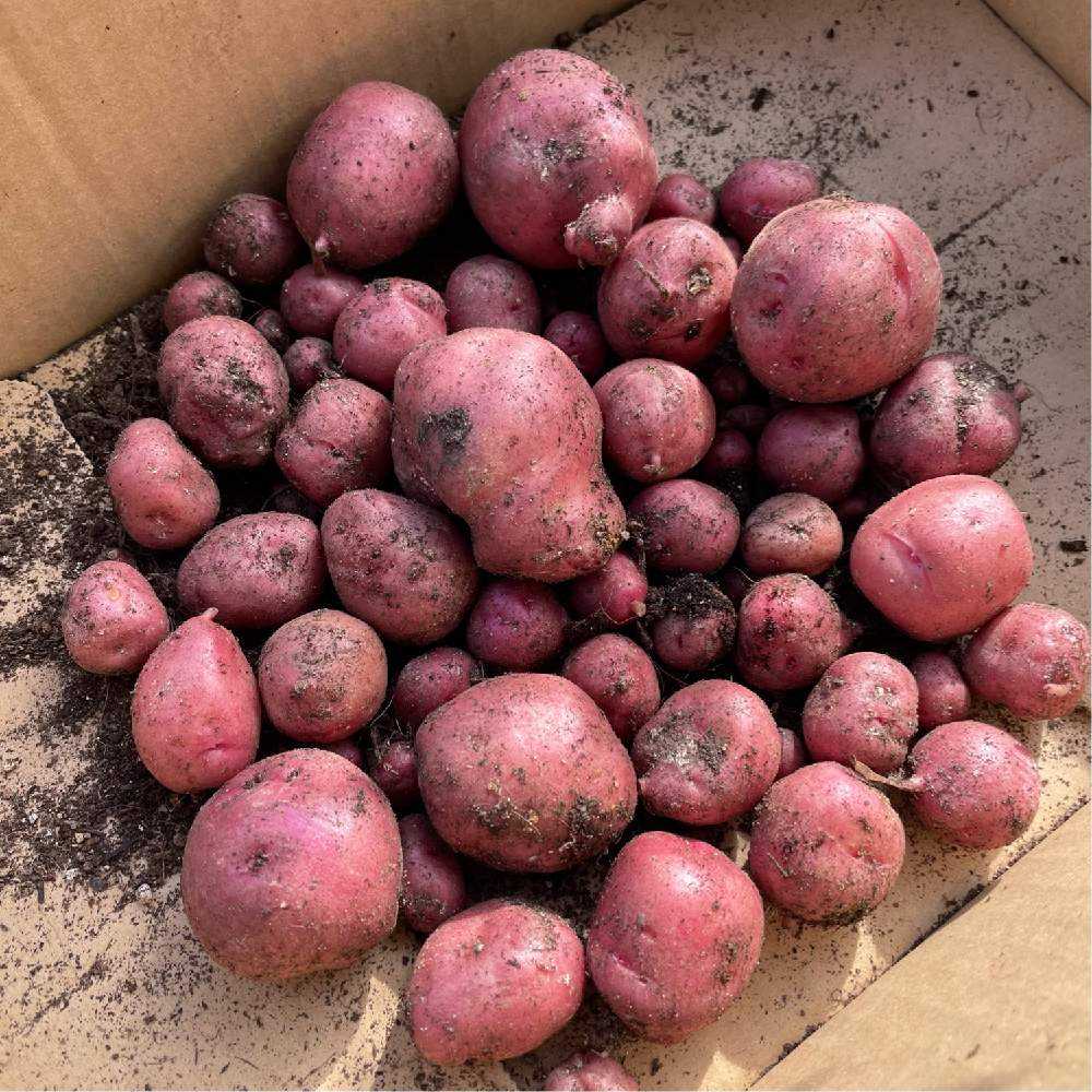 ジャガイモ アンデスレッド 袋栽培 5 26更新 Greensnap グリーンスナップ