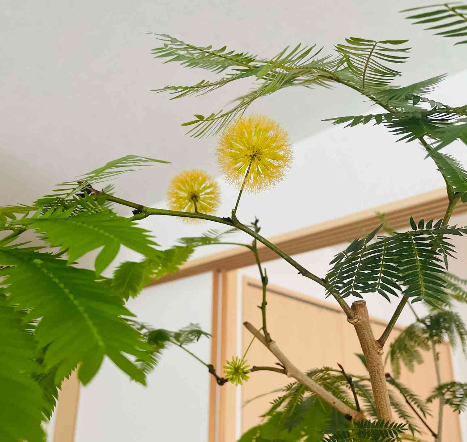 エバーフレッシュさん開花！｜🍀GreenSnap（グリーンスナップ）