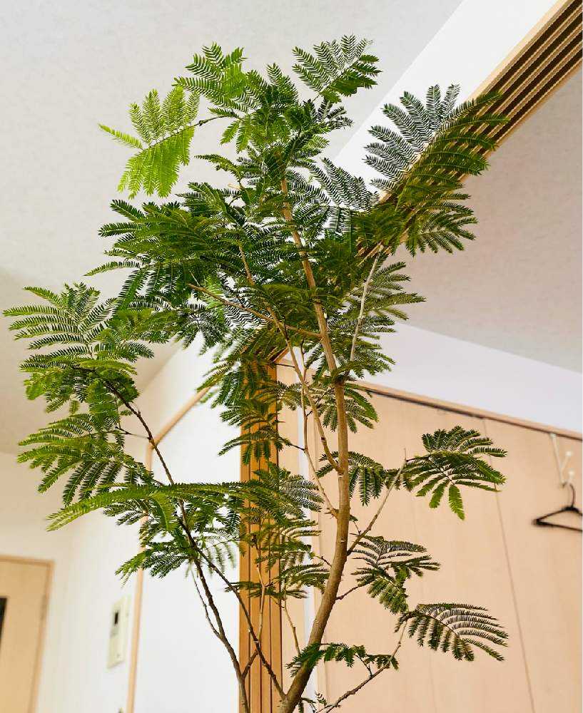 エバーフレッシュさん開花 Greensnap グリーンスナップ