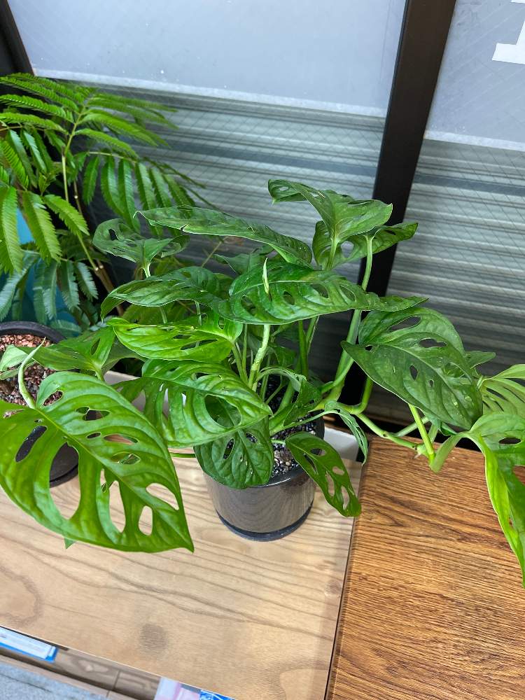 マドカズラの投稿画像 By Hideさん 21月5月26日 Greensnap グリーンスナップ