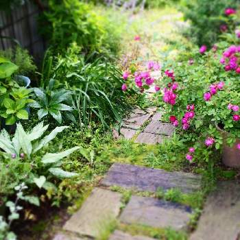 カーディナル ド リシュリューの画像 by たまさん | 小さな庭と植物のある暮らしとばら バラ 薔薇とたまのバラと宿根草♪とばら❤と綺麗な色♡と狭い通路と薔薇♪と加工なしとカーディナル ド リシュリューと庭の宿根草