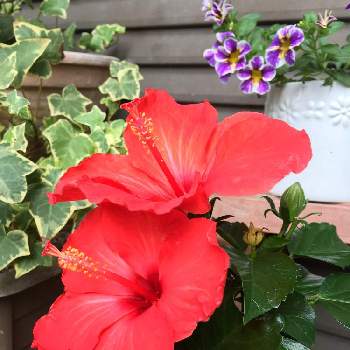 日々小さな発見！の画像 by majical -jさん | 玄関と癒しの植物と日々小さな発見！と小さな楽しみとハイビスカスの花と元気の源と花のある暮らし