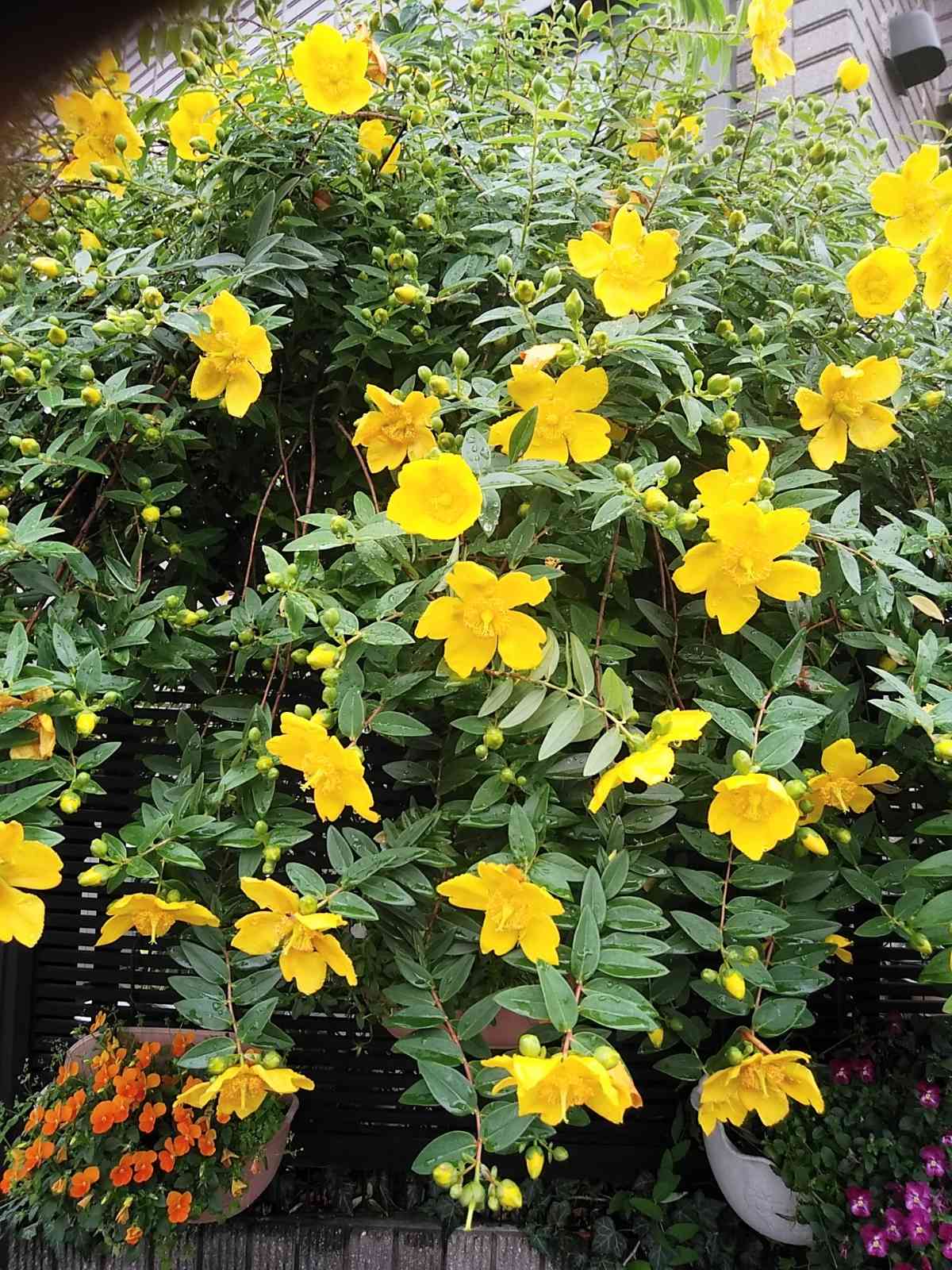 ✼ Kaorin ✼　あみぐるみ 花菖蒲 ヒペリカム 他2種類 ✼ Kaorin様 専用 ✼ あみぐるみ 花菖蒲 ヒペリカム 他2種類