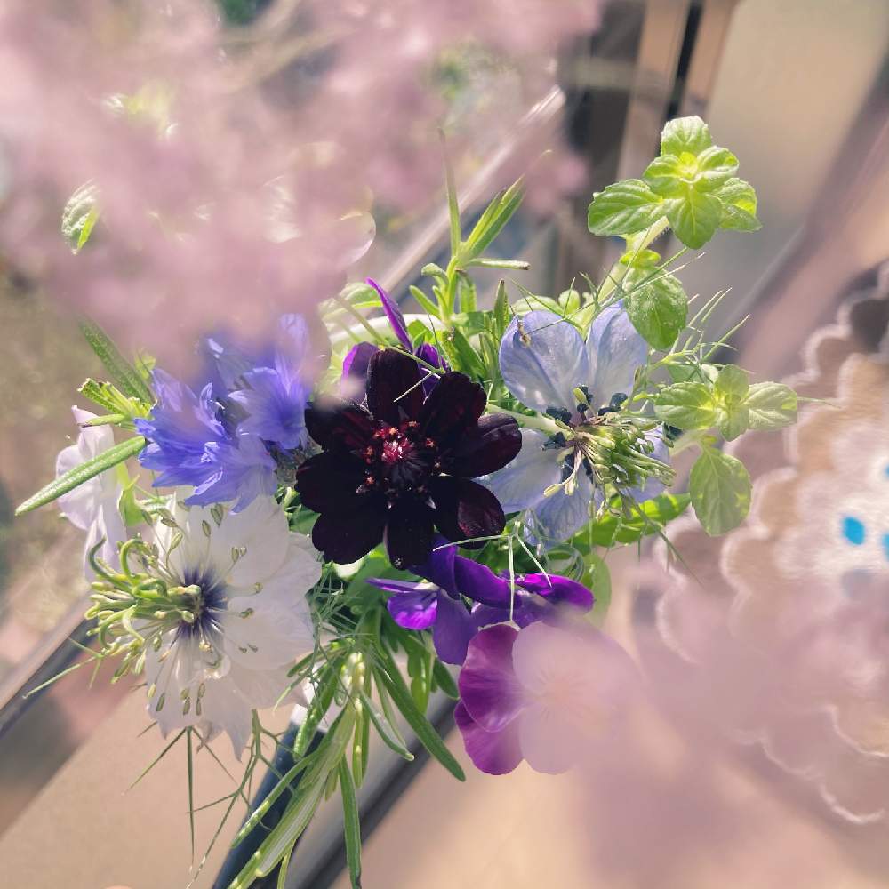 ニゲラの投稿画像 By Pibacoさん チョコレートコスモスと庭のお花と春のお花と花が咲く笑顔咲く Pwフォトコン21 キュン した瞬間部門 と癒しと農家とお花のある暮らしとホーローとブーケと切り花 21月5月26日 Greensnap グリーンスナップ