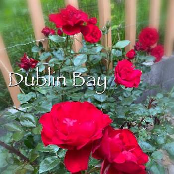 バラ壁面の画像 by ぴちぴちぴーちさん | 小さな庭と自慢のバラ_2021とバラ壁面と赤い花とツルバラ☆と赤いバラとバラ・ダブリンベイ