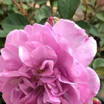 ハイジの村の投稿画像一覧 Greensnap グリーンスナップ