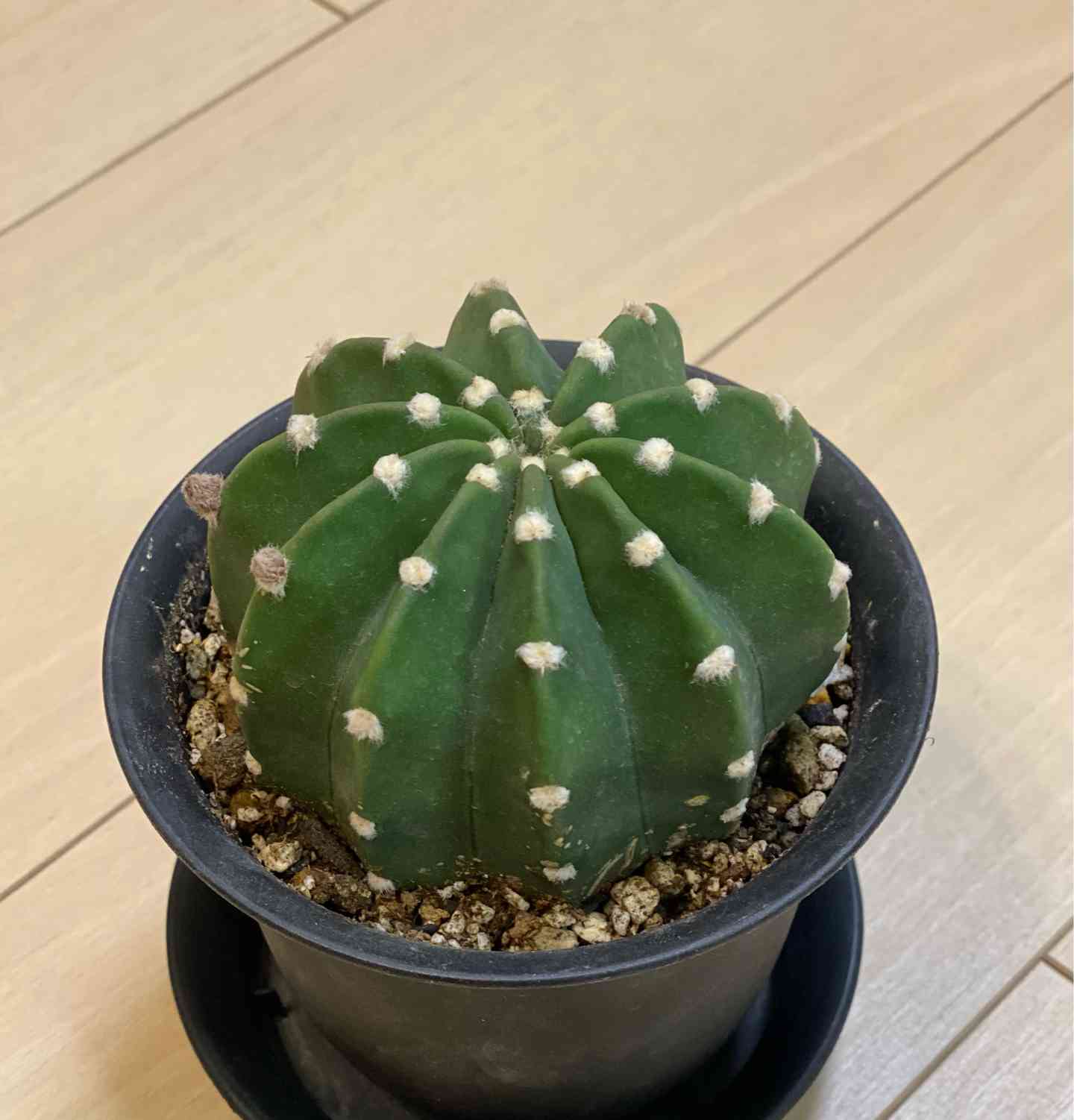 棘無短毛丸の花を咲かせたい❣️｜🍀GreenSnap（グリーンスナップ）