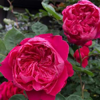 アカデミア薔薇の投稿画像一覧 Greensnap グリーンスナップ アカデミア薔薇の投稿画像一覧 Greensnap グリーンスナップ