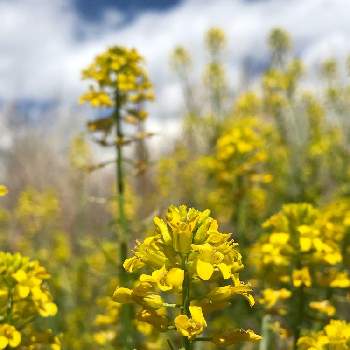 セイヨウアブラナの投稿画像一覧 Greensnap グリーンスナップ