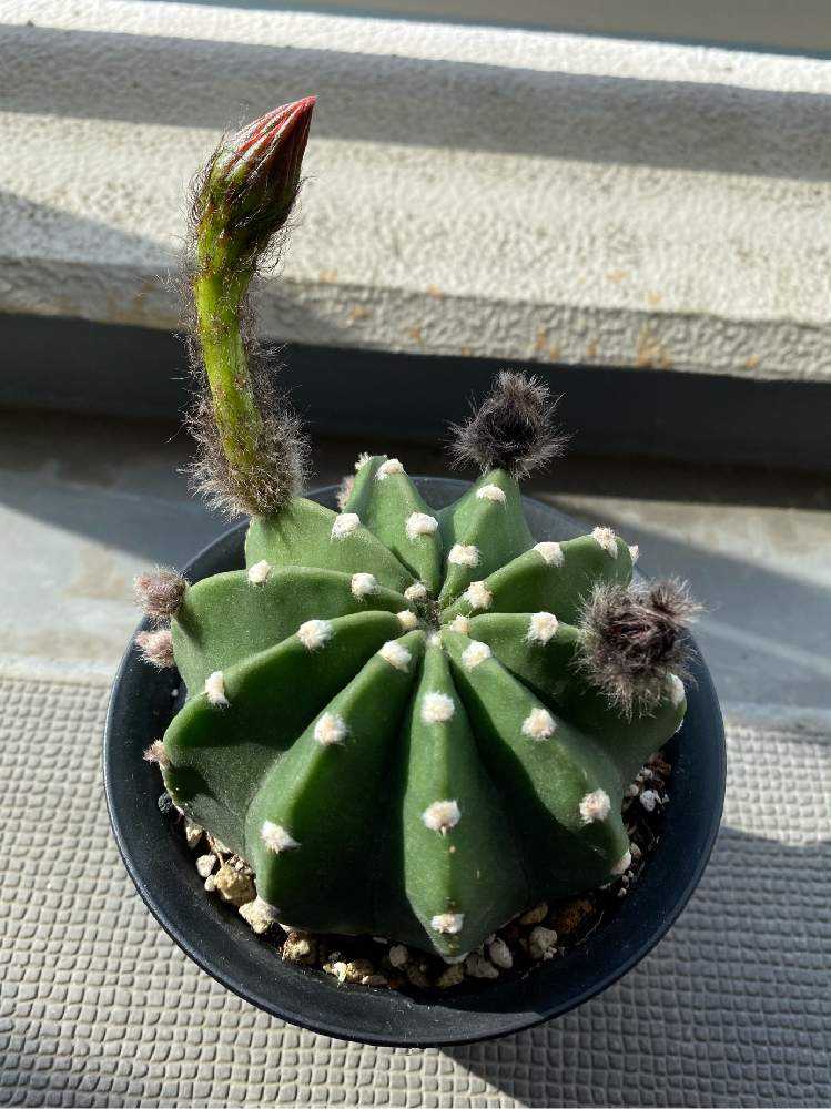 棘無短毛丸の花を咲かせたい❣️｜🍀GreenSnap（グリーンスナップ）
