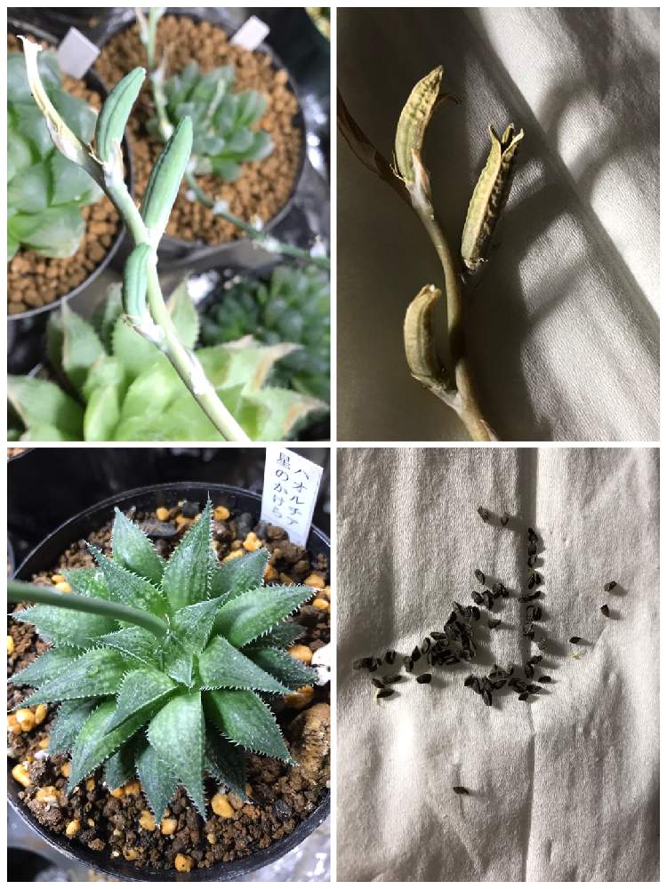 多肉植物の投稿画像 By Dosaさん 花茎と種子とハオルチア属とおうち園芸とhaworthia ハオルチア ハオルシアとハオルシア属 と サボテンと実生とツルボラン科と種子から育てるとハオルチア交配種とhaworthia 21月5月27日 Greensnap グリーンスナップ