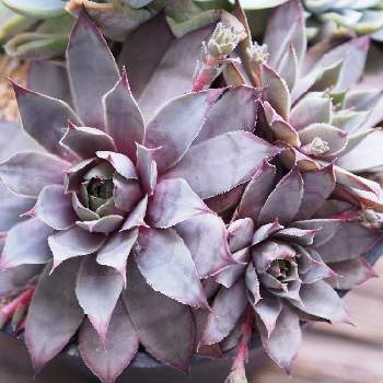 センペルビウム ブルーボーイの投稿画像一覧 Greensnap グリーンスナップ