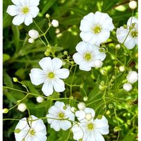 カスミソウ,白い花,いつもありがとう♡,癒し…♡,可愛い❤の画像