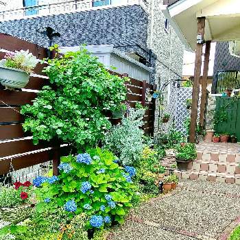 小道からシェードガーデンへの画像 by hinamama ♡さん | 小さな庭と小道からシェードガーデンへと4年目の庭と小さな花壇とアンジェラ♡と高低差をつけるとアジサイ　紫陽花と爽やかと芝生の庭とアプローチ。とアーチとシェード小道