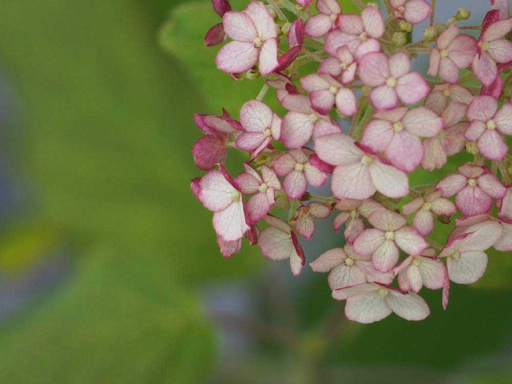 紫陽花アナベル挿し木苗⑬ アジサイ(アナベル)の挿し木に挑戦しました⭐︎ 水揚げなし