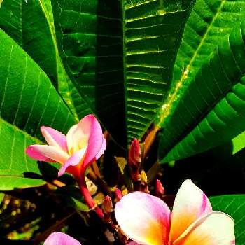 ハワイの植物の投稿画像一覧 Greensnap グリーンスナップ