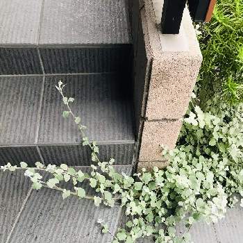 ヘリクリサム ペティオラレの投稿画像一覧 Greensnap グリーンスナップ