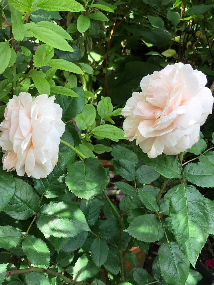 キャンドスビューティー 薔薇苗 バラ苗 挿し木苗 キャンドスビューティー 薔薇苗 バラ苗 挿し木苗 バラ挿し木苗