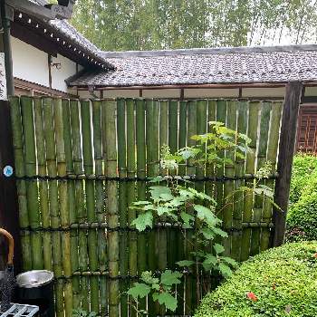 鉄砲垣の投稿画像一覧 Greensnap グリーンスナップ