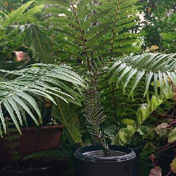 ウォレマイ パインの投稿画像一覧 Greensnap グリーンスナップ