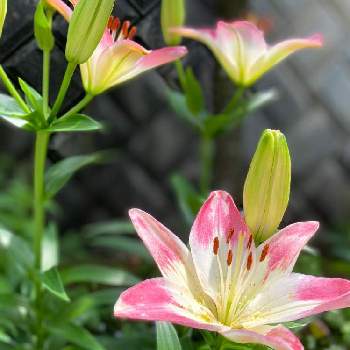 スカシユリの花の画像 by あこさん | 小さな庭と花のある暮らしとスカシユリ！とスカシユリの花