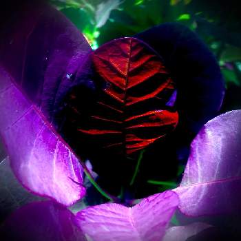 幽霊の投稿画像一覧 Greensnap グリーンスナップ 幽霊の投稿画像一覧 Greensnap グリーンスナップ