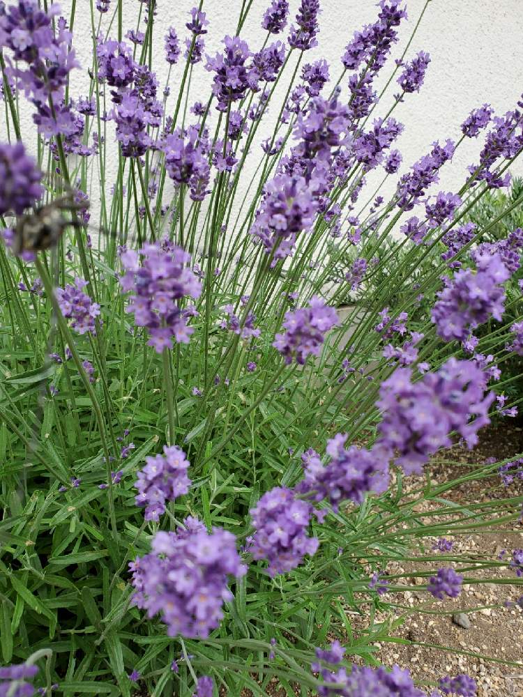 ラベンダーの投稿画像 By ひきちゃんさん 21月5月27日 Greensnap グリーンスナップ