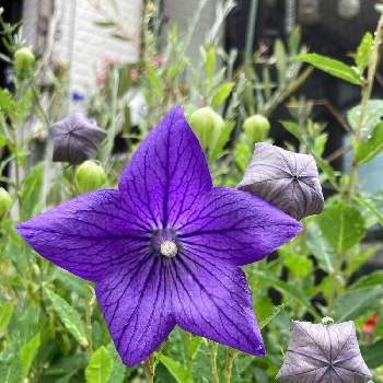 英名バルーンフラワーの投稿画像一覧 Greensnap グリーンスナップ