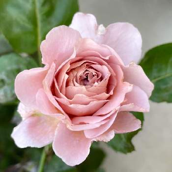 ピンクベージュ色のバラの投稿画像一覧 Greensnap グリーンスナップ