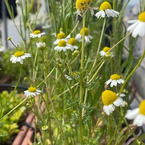 ハーブ,庭木,屋上ガーデン,花のある暮らし,グリーンのある暮らしの画像