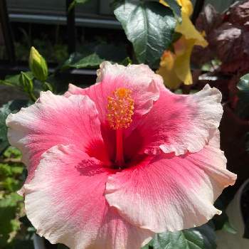 Newロングライフシリーズの投稿画像一覧 Greensnap グリーンスナップ