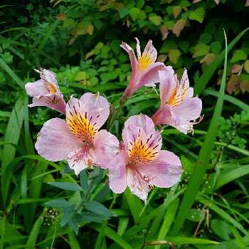 アストロメリアの投稿画像一覧 Greensnap グリーンスナップ