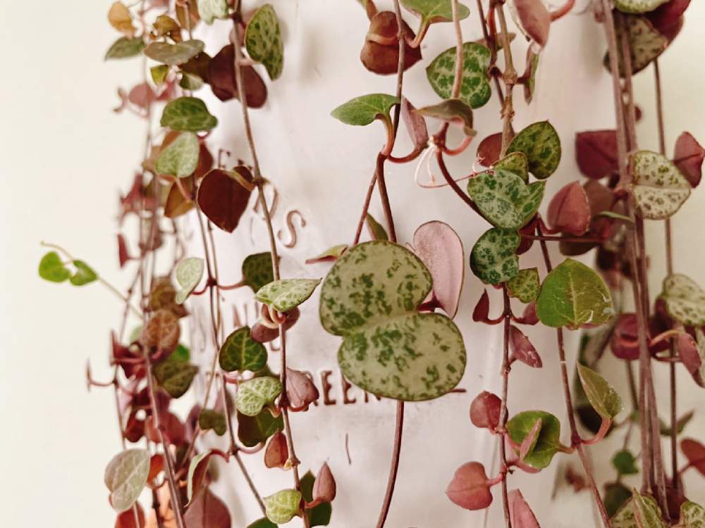 タネから育てる ハートカズラの双葉はハートではない Greensnap グリーンスナップ