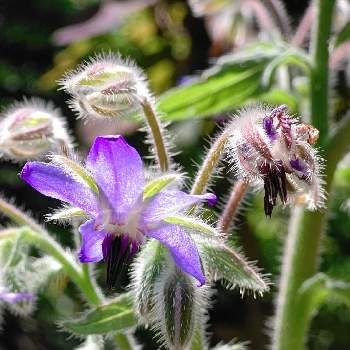 ポリジの投稿画像一覧 Greensnap グリーンスナップ