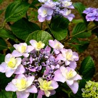 アジサイ,ガクアジサイ,紫の花,アジサイ科,日本原産の画像