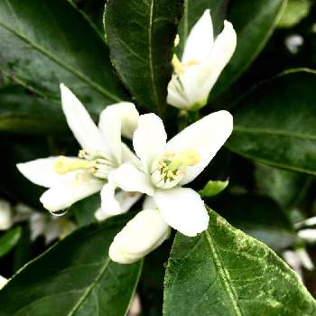 花みかんの投稿画像一覧 Greensnap グリーンスナップ 花みかんの投稿画像一覧 Greensnap グリーンスナップ