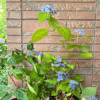 山紫陽花 嶺の緑宝の投稿画像一覧 Greensnap グリーンスナップ