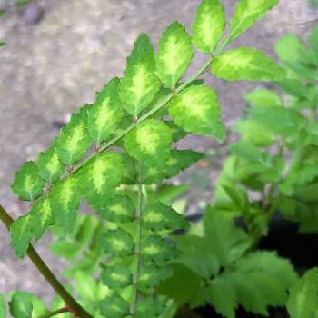 木の芽 サンショウ の投稿画像一覧 Greensnap グリーンスナップ