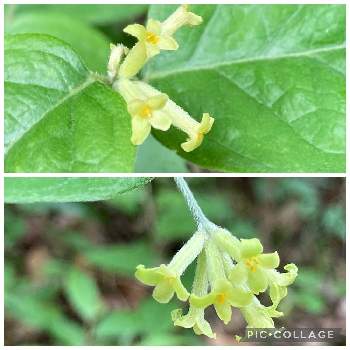 ガンピの投稿画像一覧 Greensnap グリーンスナップ