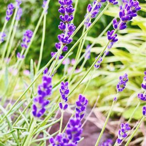 アメジストセージ,公園,お散歩,屋上庭園,目についた花の画像