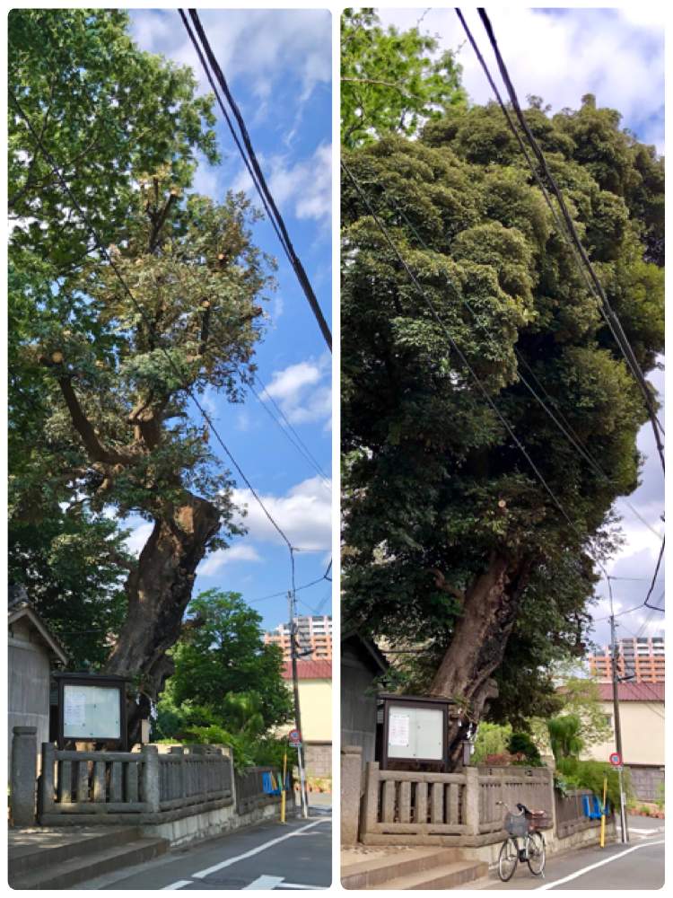 ケヤキの投稿画像 By さぼさぼさん スダジイとスダジイと御神木と医療 介護の皆様に感謝とカッコいいとコロナに負けるな と小豆沢神社とさっぱりと枝下ろしと巨木古木の木曜日と記録用と御神木と医療 介護の皆様に感謝とカッコいいとコロナに負けるな と小豆沢神社と