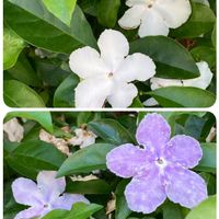 ニオイバンマツリ,小さなお花,近所散歩,白美人さん,癒しの薄紫の画像